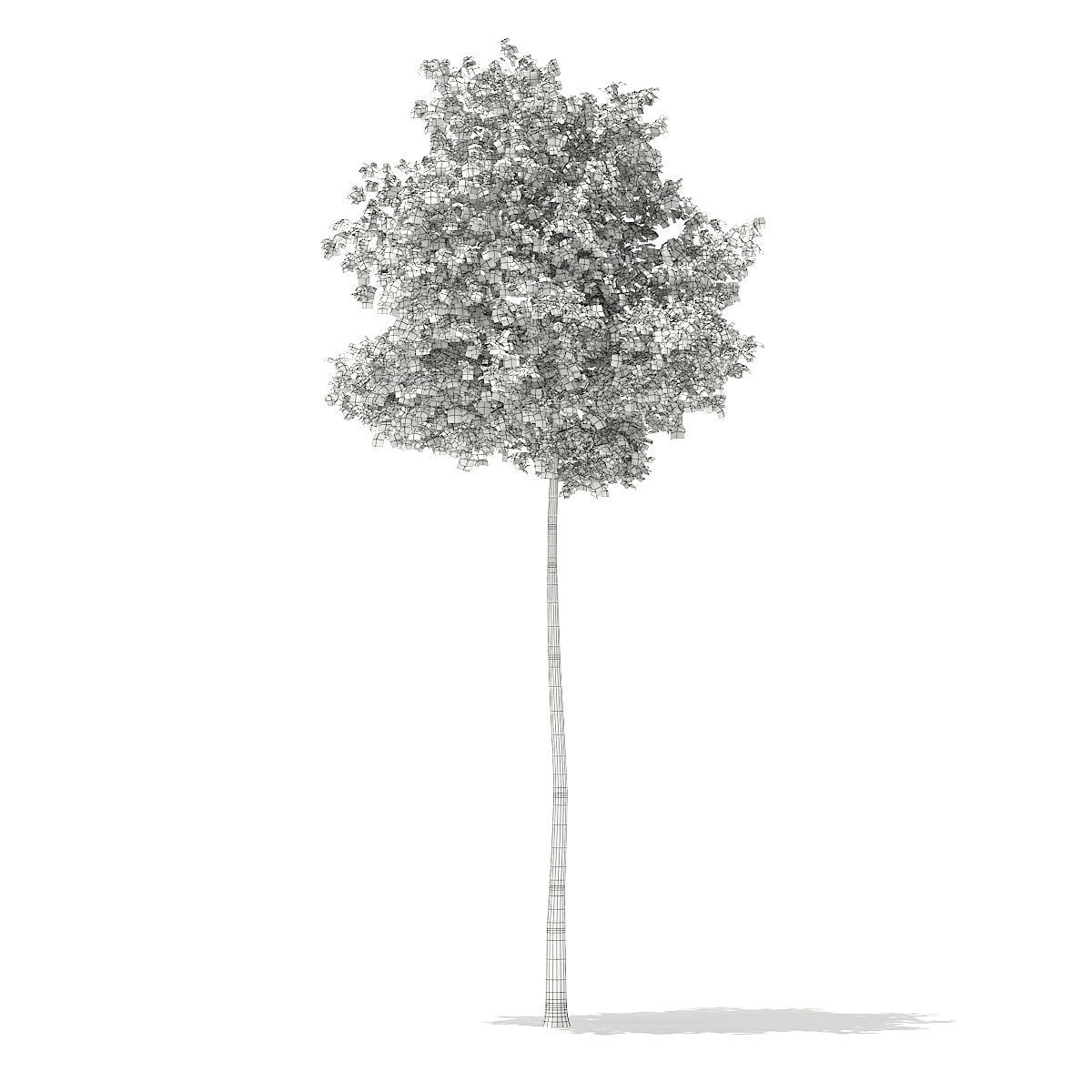 Silver Birch Betula pendula 14m 3D model_1