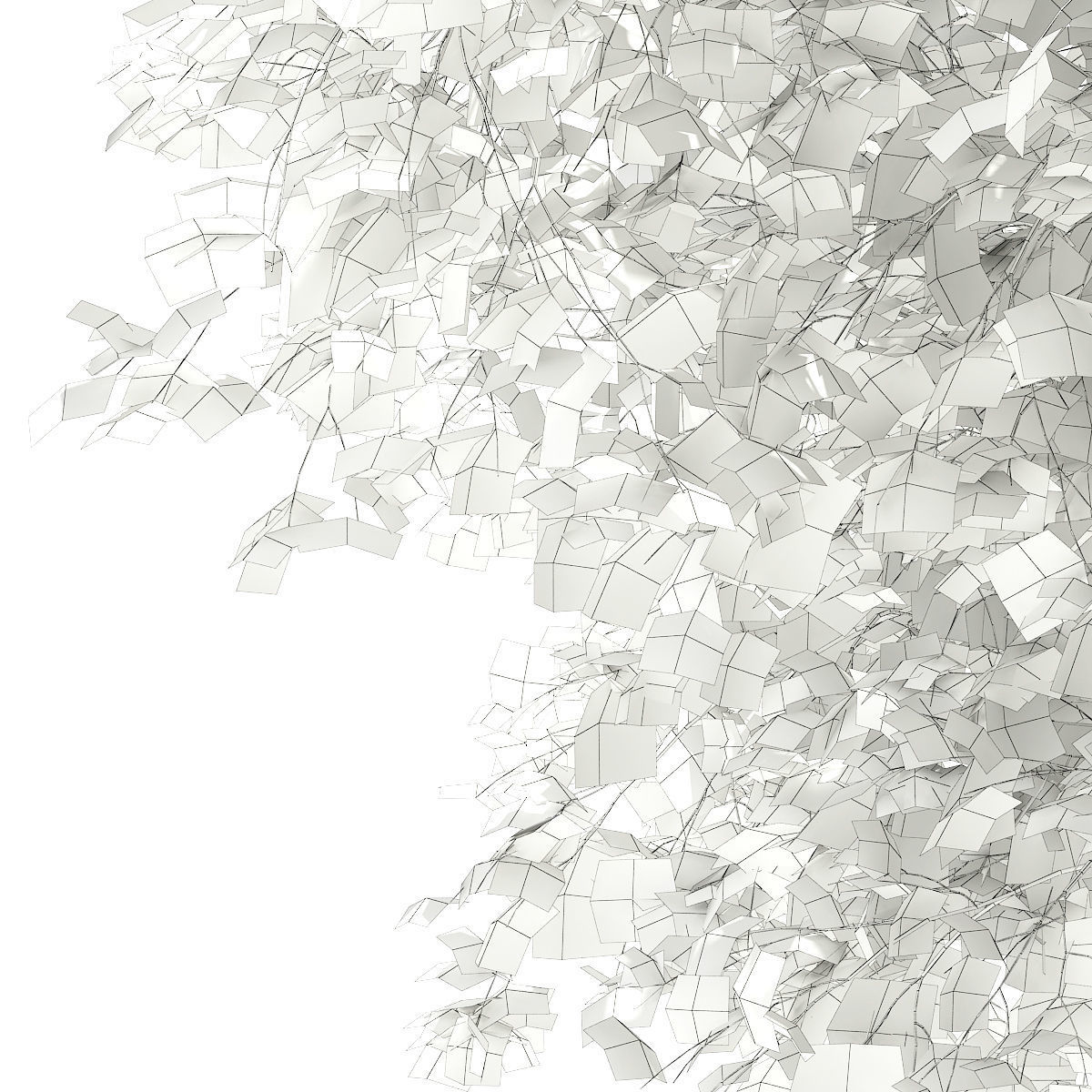 Silver Birch Betula pendula 13m 3D model_7