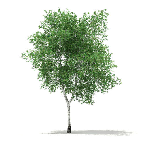 Silver Birch Betula pendula 13m 3D model