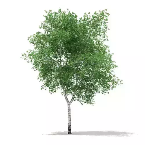 Silver Birch Betula pendula 13m 3D model