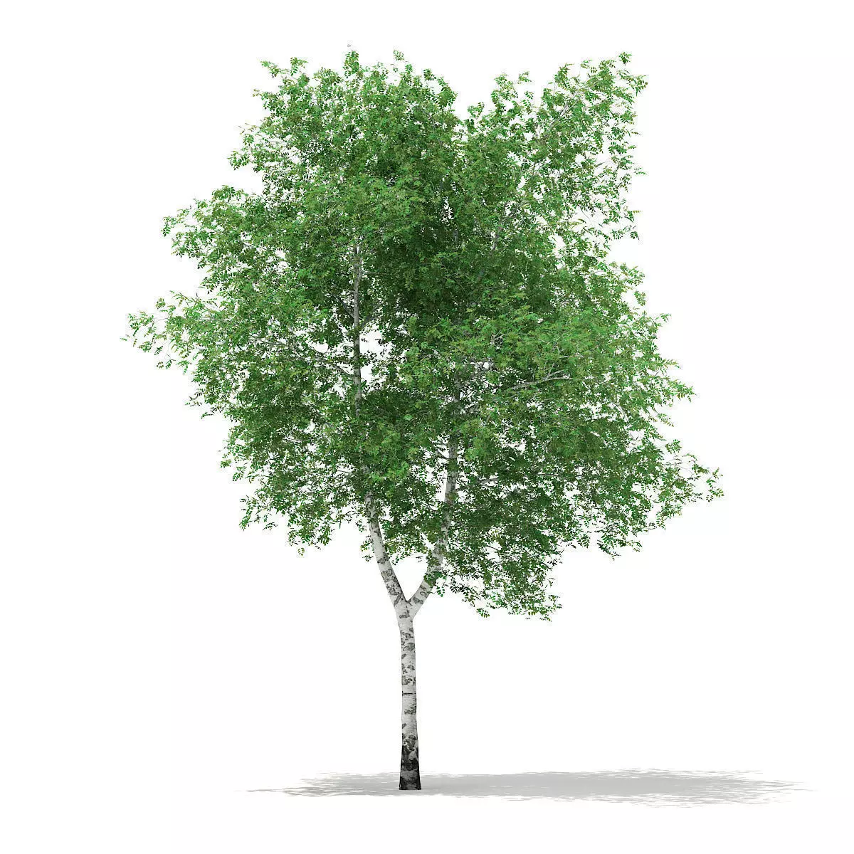 Silver Birch Betula pendula 13m 3D model_0