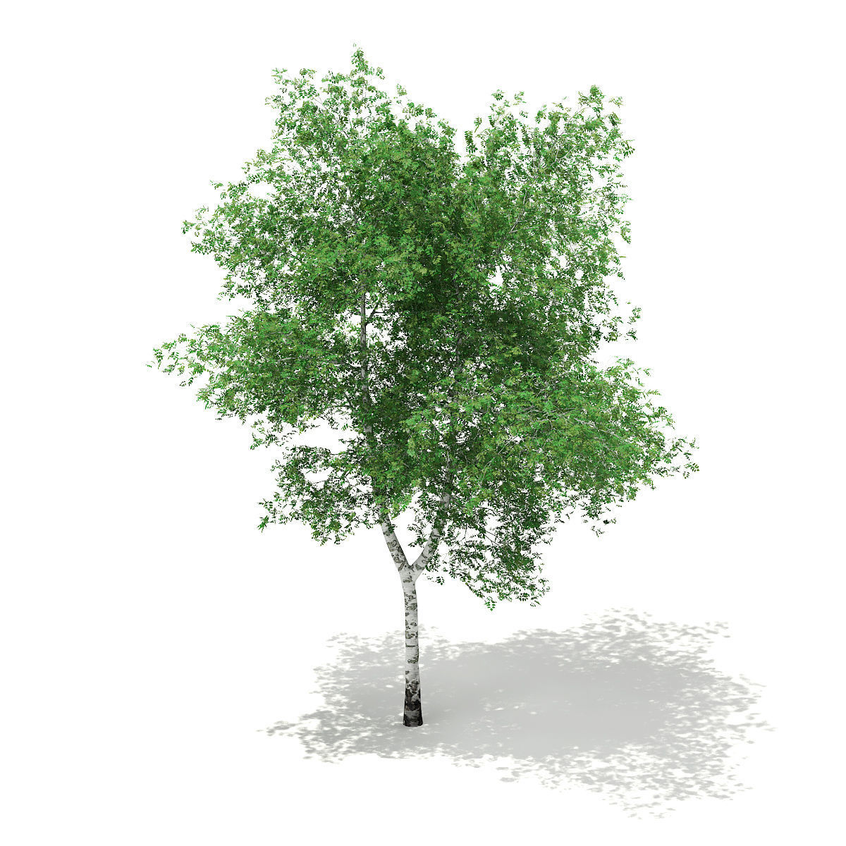 Silver Birch Betula pendula 13m 3D model_2