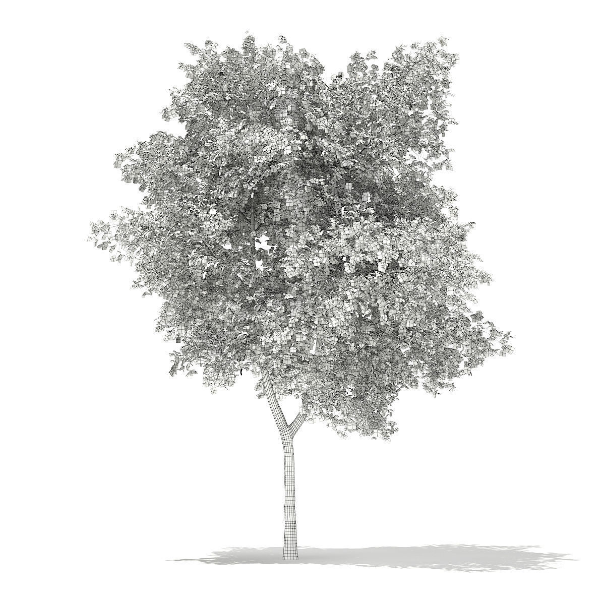 Silver Birch Betula pendula 13m 3D model_1
