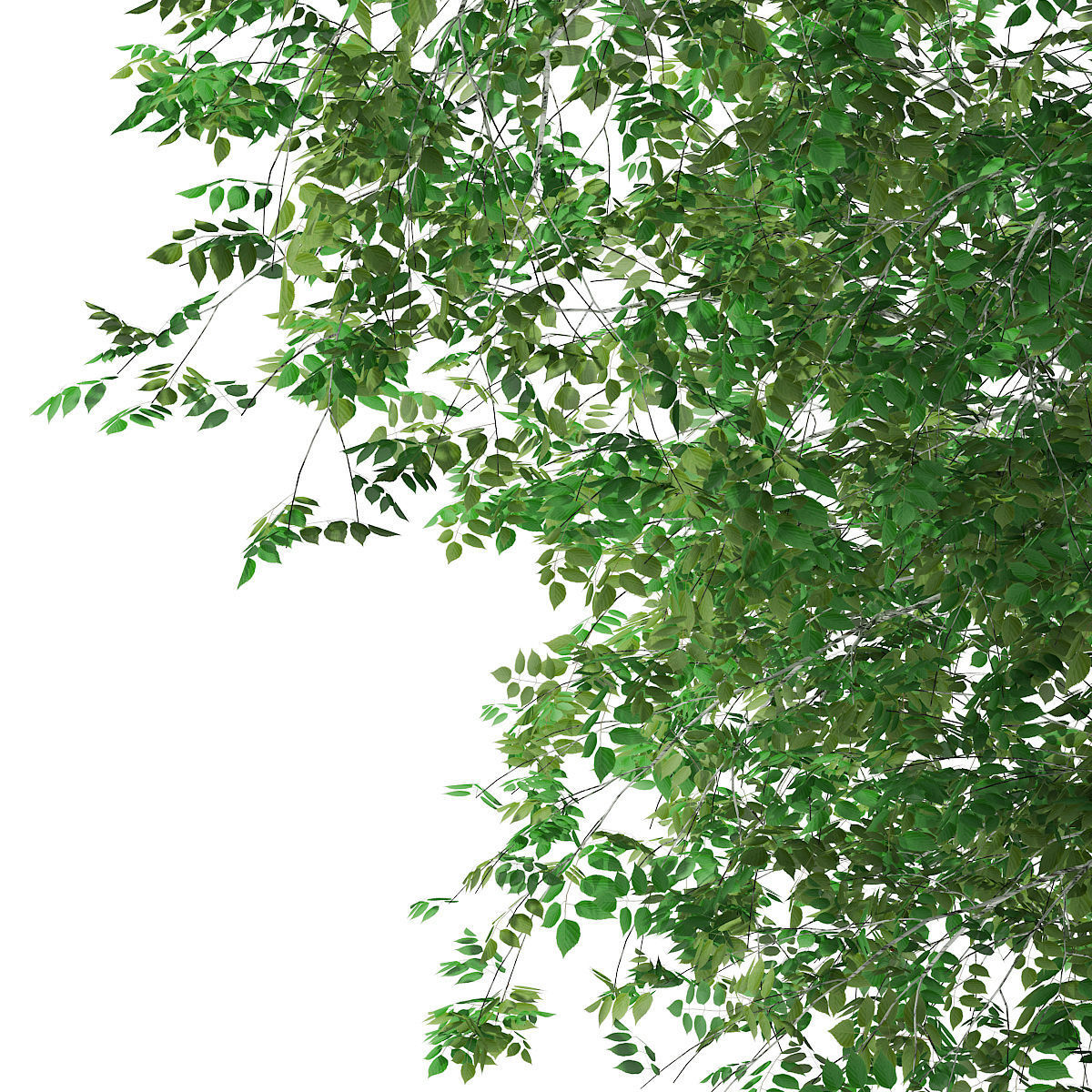 Silver Birch Betula pendula 13m 3D model_6