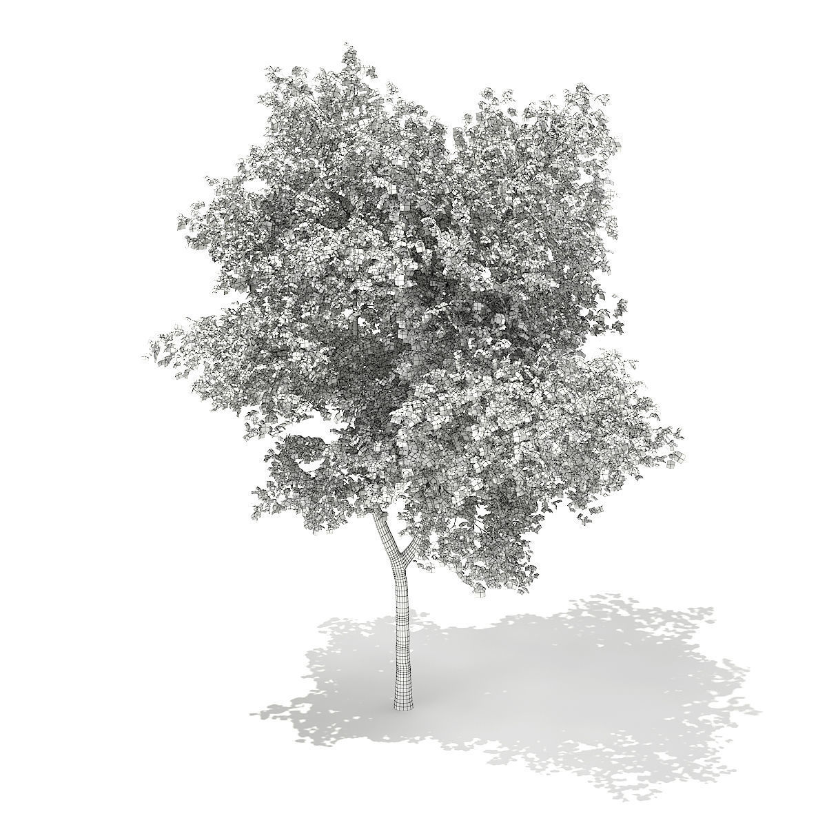 Silver Birch Betula pendula 13m 3D model_3