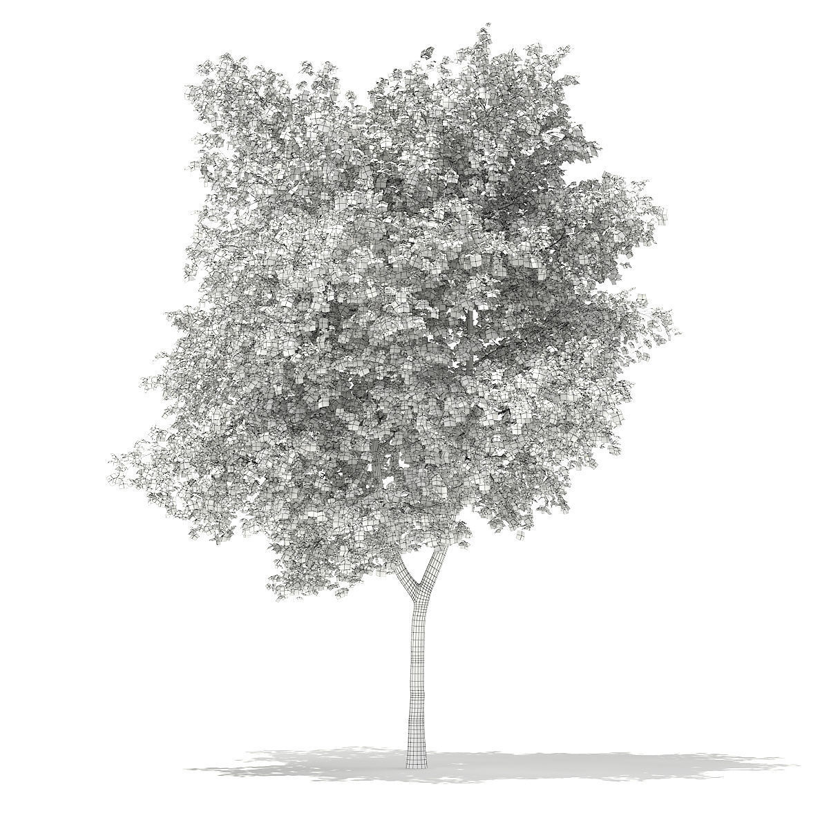 Silver Birch Betula pendula 13m 3D model_5