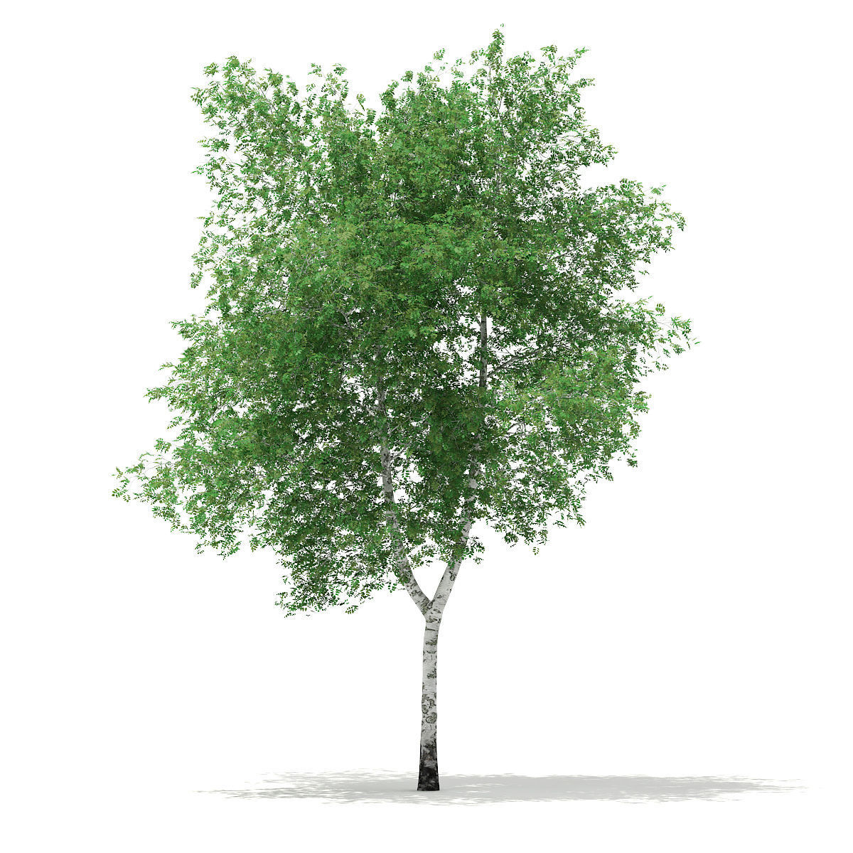 Silver Birch Betula pendula 13m 3D model_4