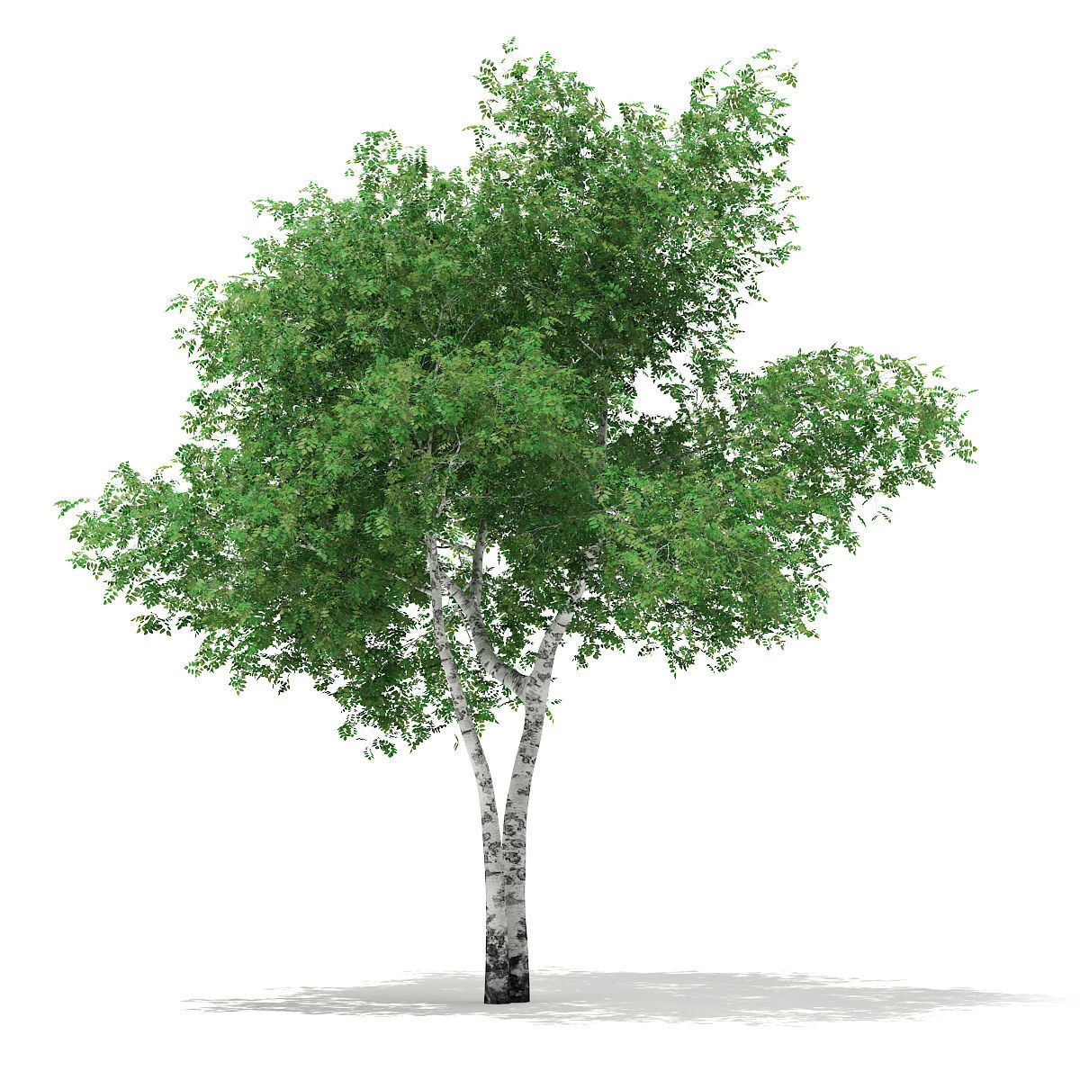 Silver Birch Betula pendula  9m 2 3D model_2