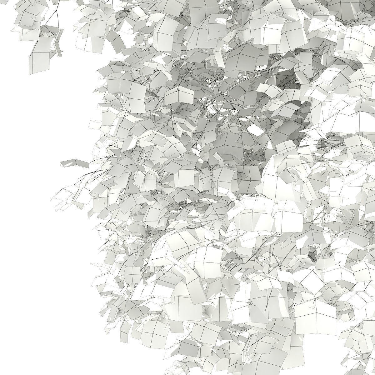 Silver Birch Betula pendula  9m 2 3D model_7