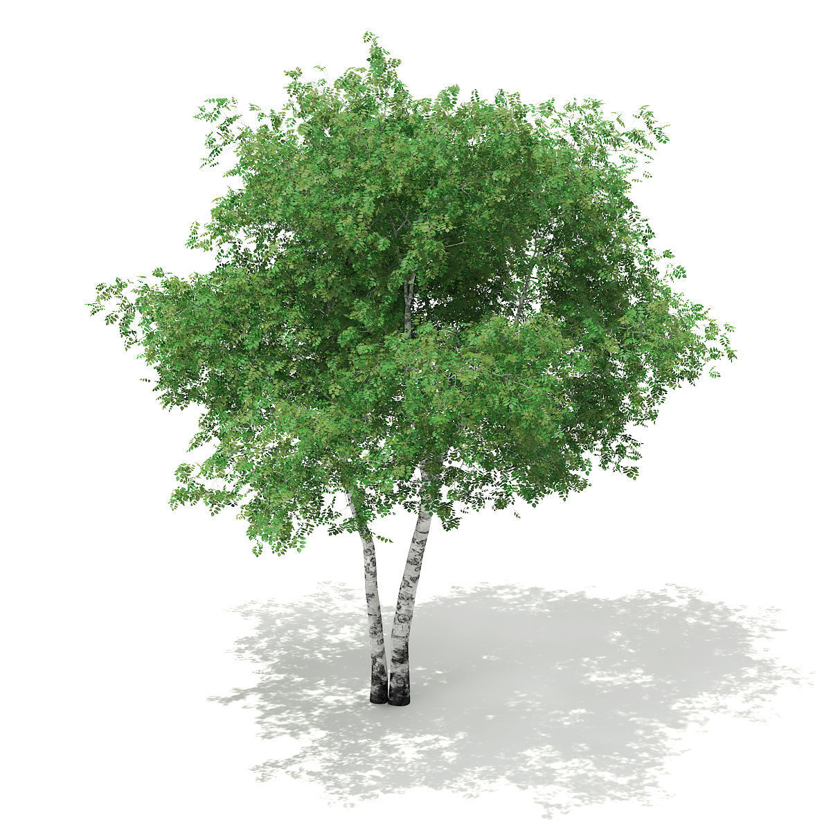 Silver Birch Betula pendula  9m 2 3D model_4