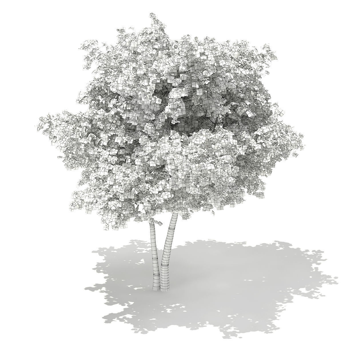 Silver Birch Betula pendula  9m 2 3D model_5