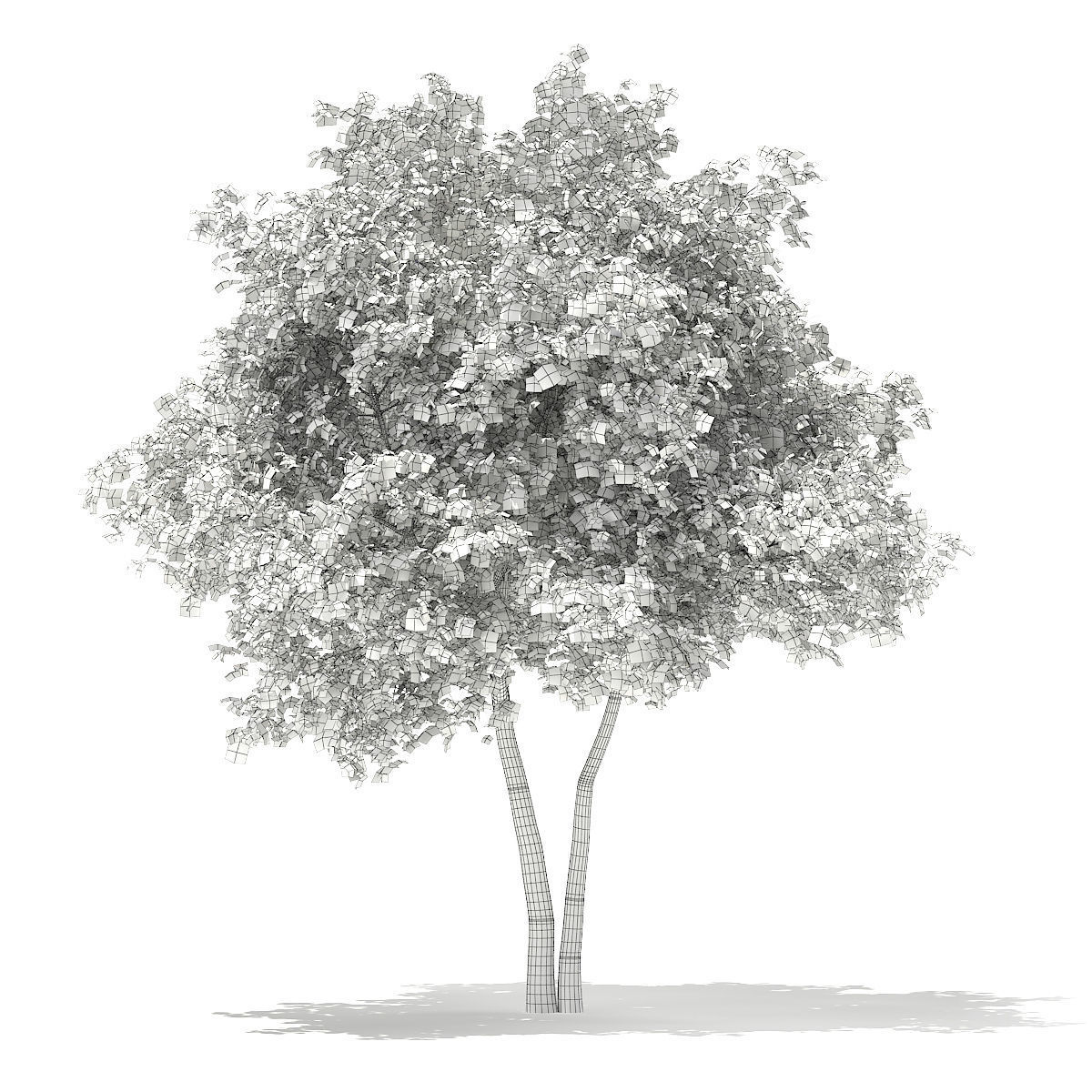 Silver Birch Betula pendula  9m 2 3D model_1