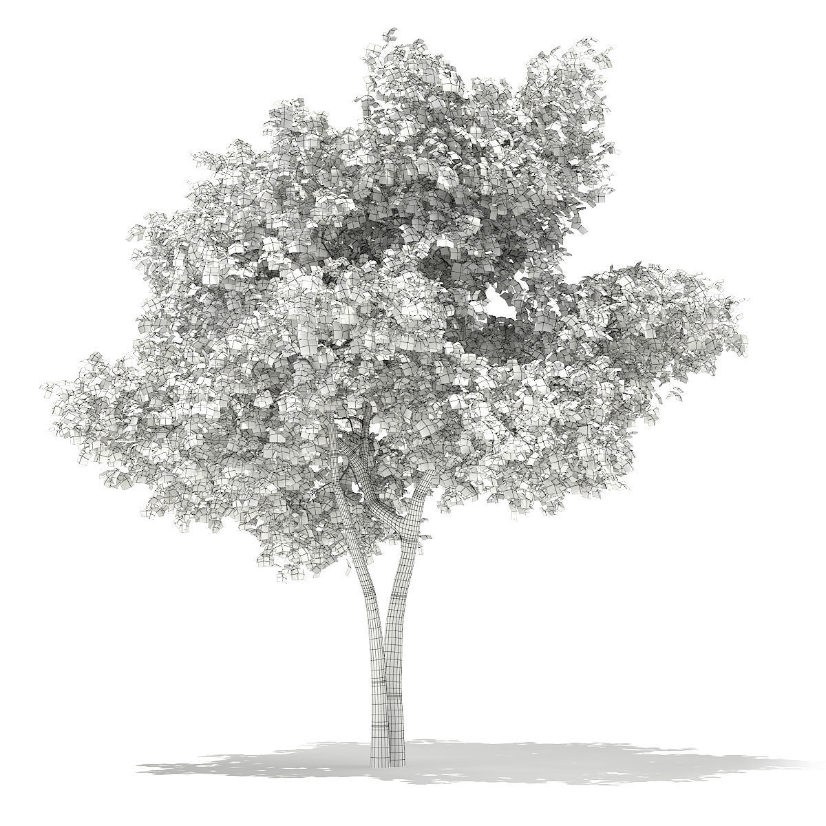 Silver Birch Betula pendula  9m 2 3D model_3