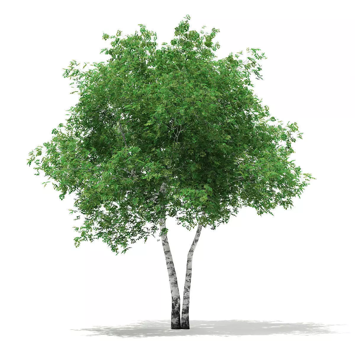 Silver Birch Betula pendula  9m 2 3D model_0