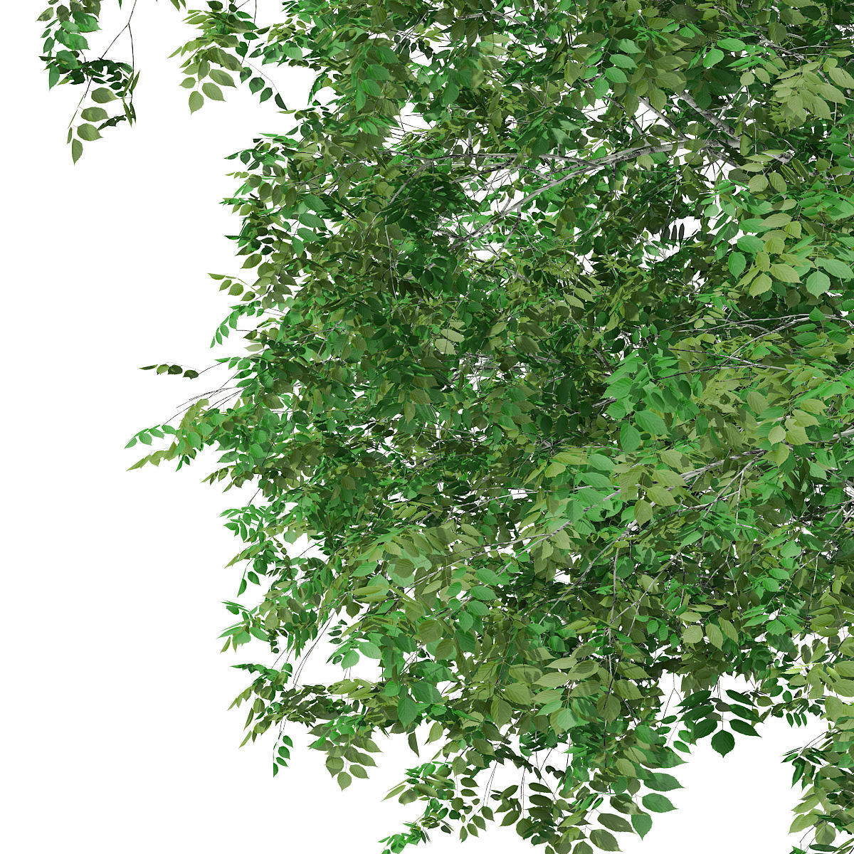 Silver Birch Betula pendula  9m 2 3D model_6