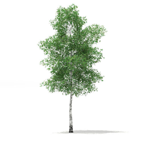 Silver Birch Betula pendula 14m 2 3D model