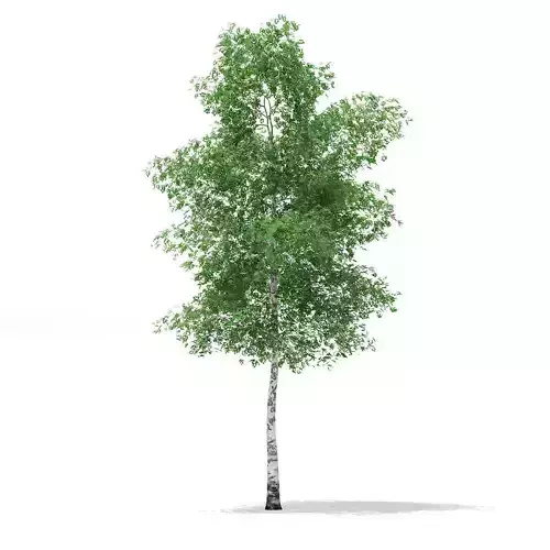 Silver Birch Betula pendula 14m 2 3D model