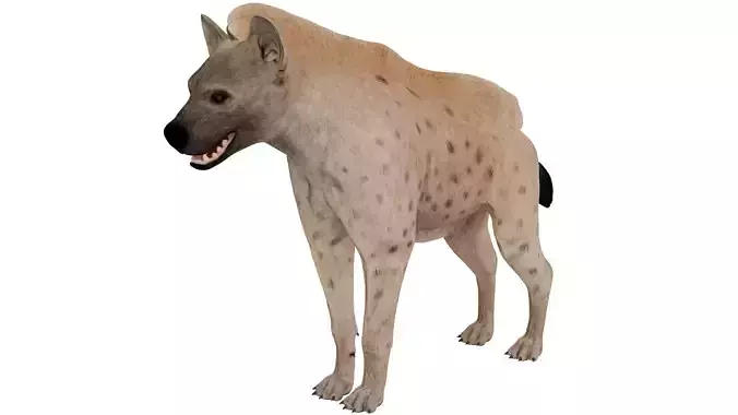 Hyena 3D model