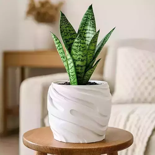 Modern Plant Pot With Drainage No Supports