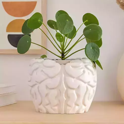 Brain style plant pot with drainage no supports