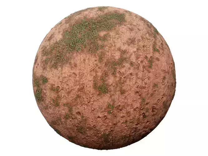 Forest Ground with Grass