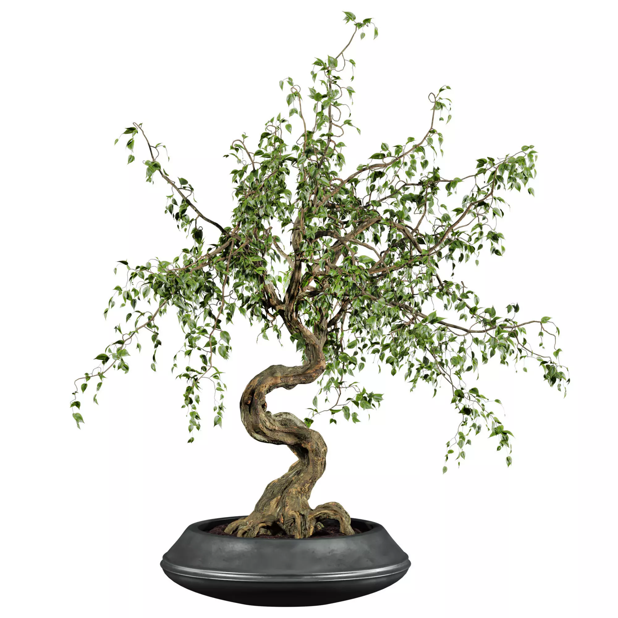 potted plant 3D model