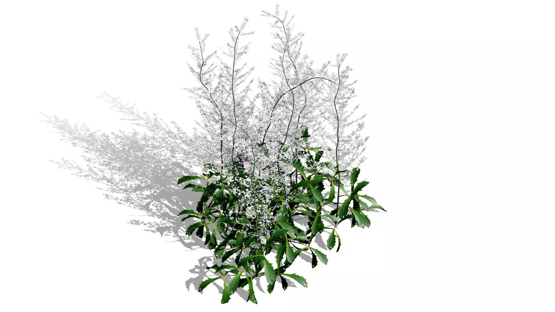 Hennie Graafland Astilbe 3D Model Low-poly 3D model_6