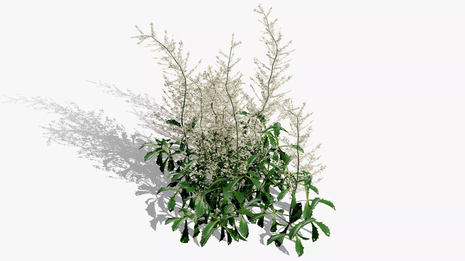 Hennie Graafland Astilbe 3D Model Low-poly 3D model_4