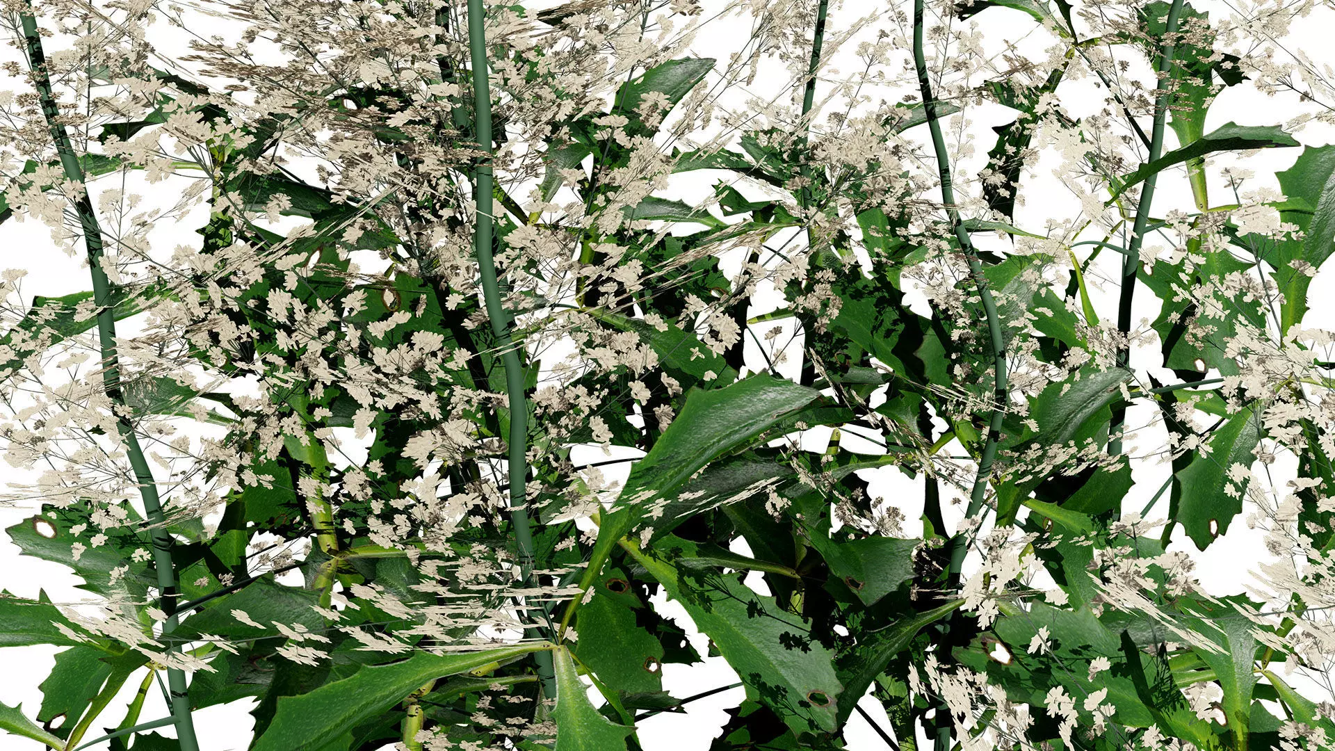 Hennie Graafland Astilbe 3D Model Low-poly 3D model_5