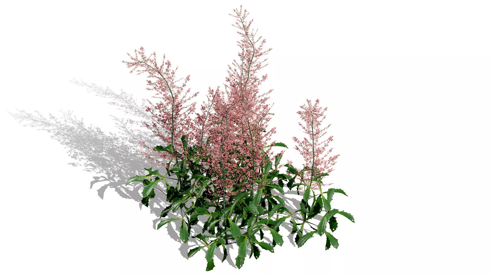 Hennie Graafland Astilbe 3D Model Low-poly 3D model_3