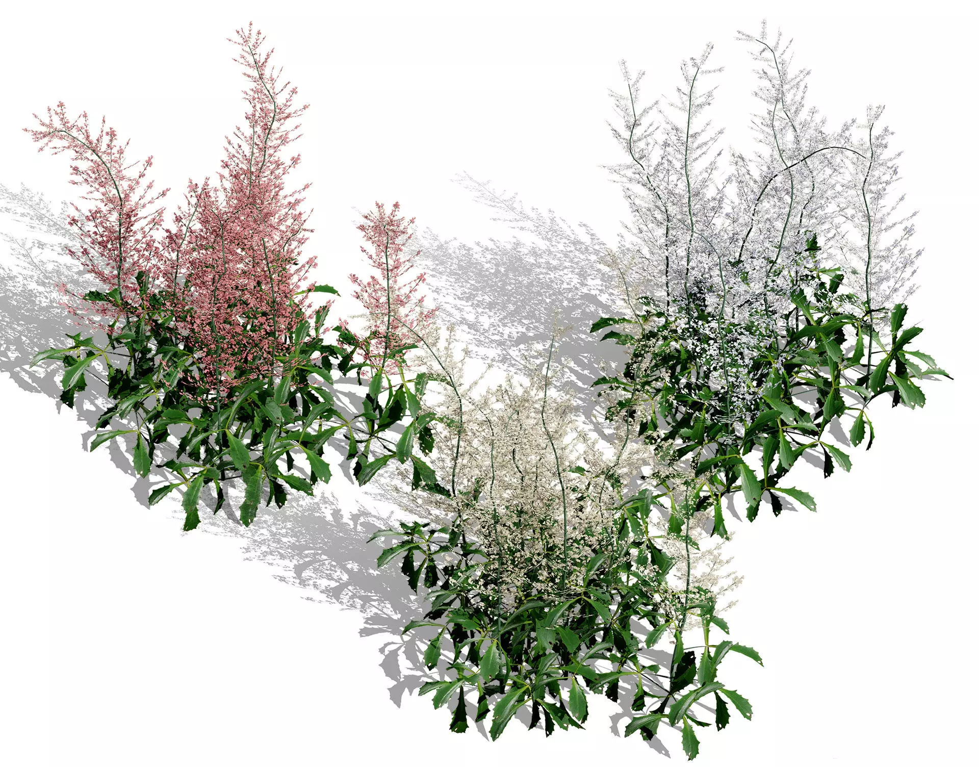 Hennie Graafland Astilbe 3D Model Low-poly 3D model_0