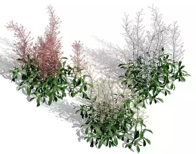 Hennie Graafland Astilbe 3D Model Low-poly 3D model