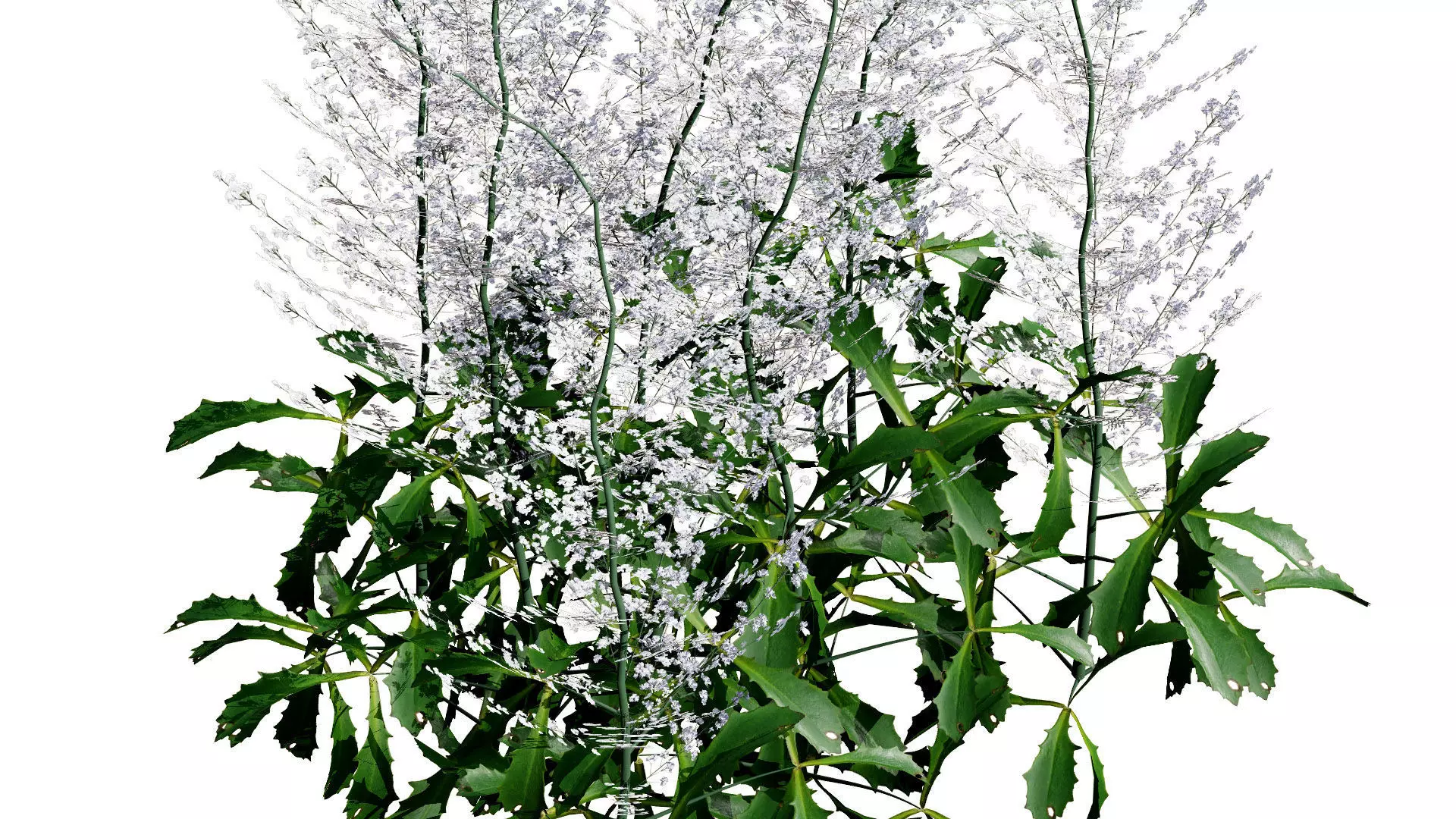 Hennie Graafland Astilbe 3D Model Low-poly 3D model_7