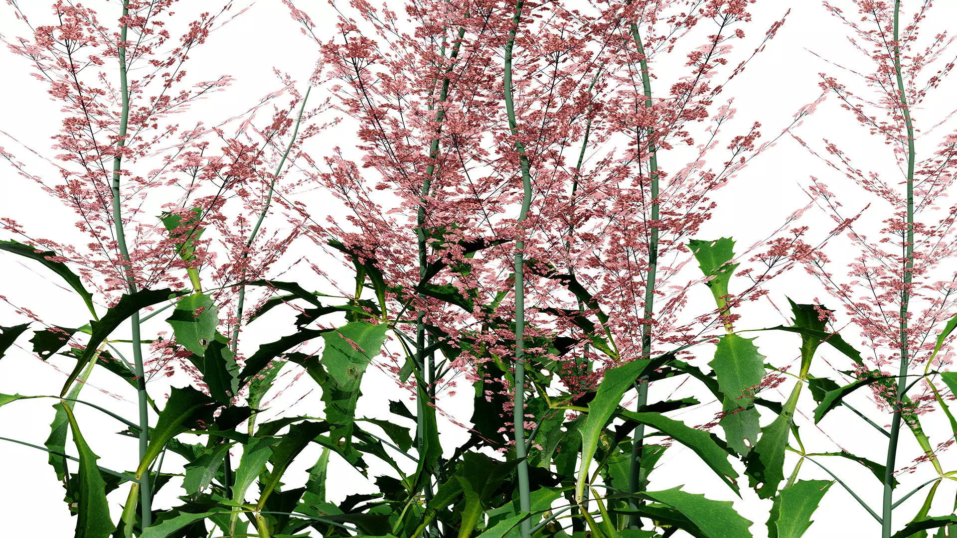 Hennie Graafland Astilbe 3D Model Low-poly 3D model_8