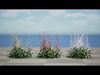 Hennie Graafland Astilbe 3D Model Low-poly 3D model_1