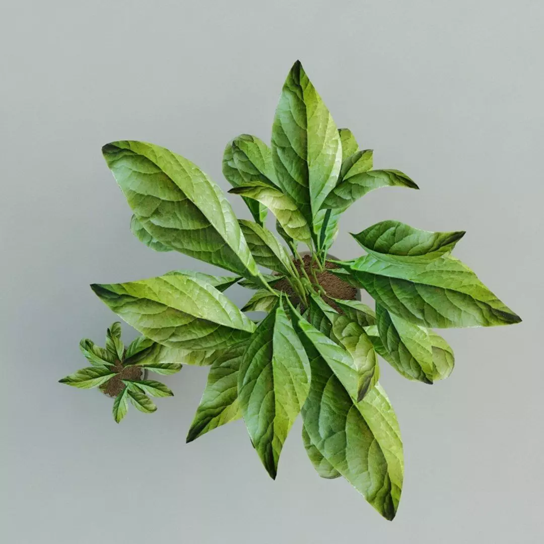 Flower Arrangement 3D Model 3D model_1