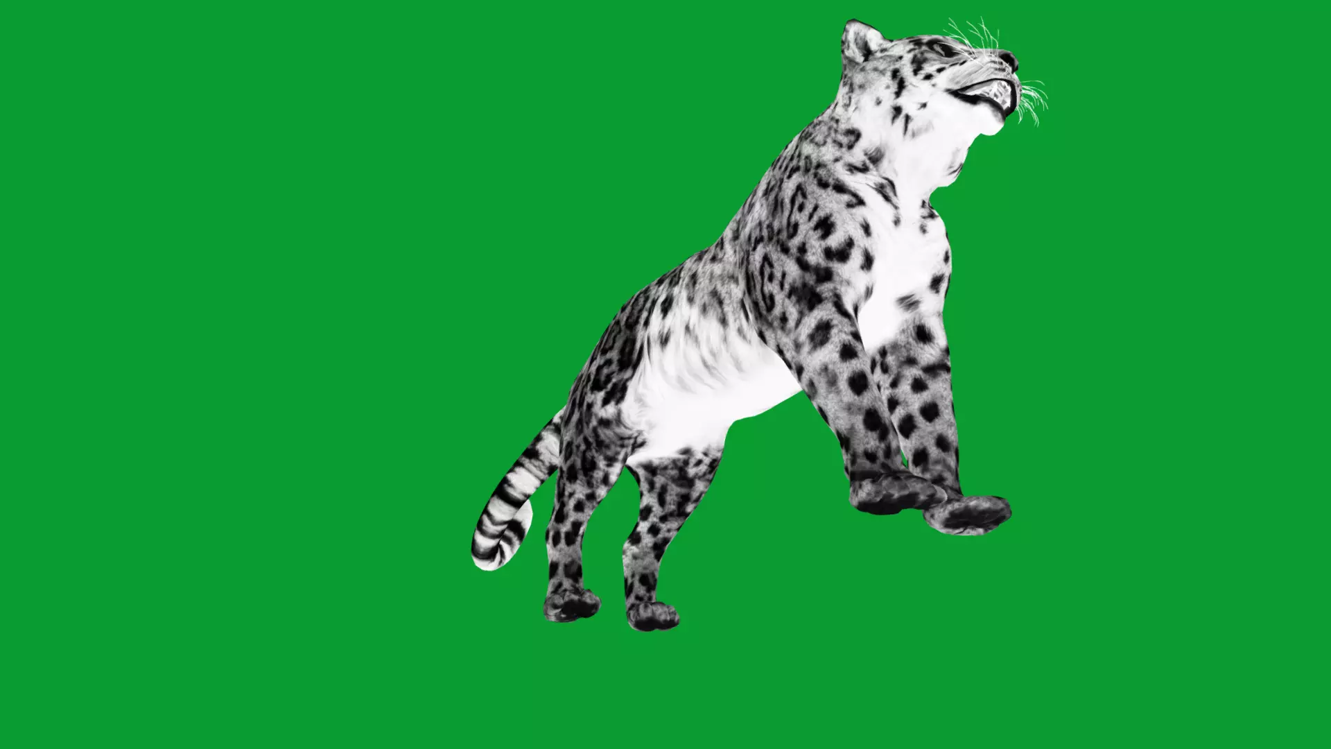 Snow Leopard Low-poly 3D model_36