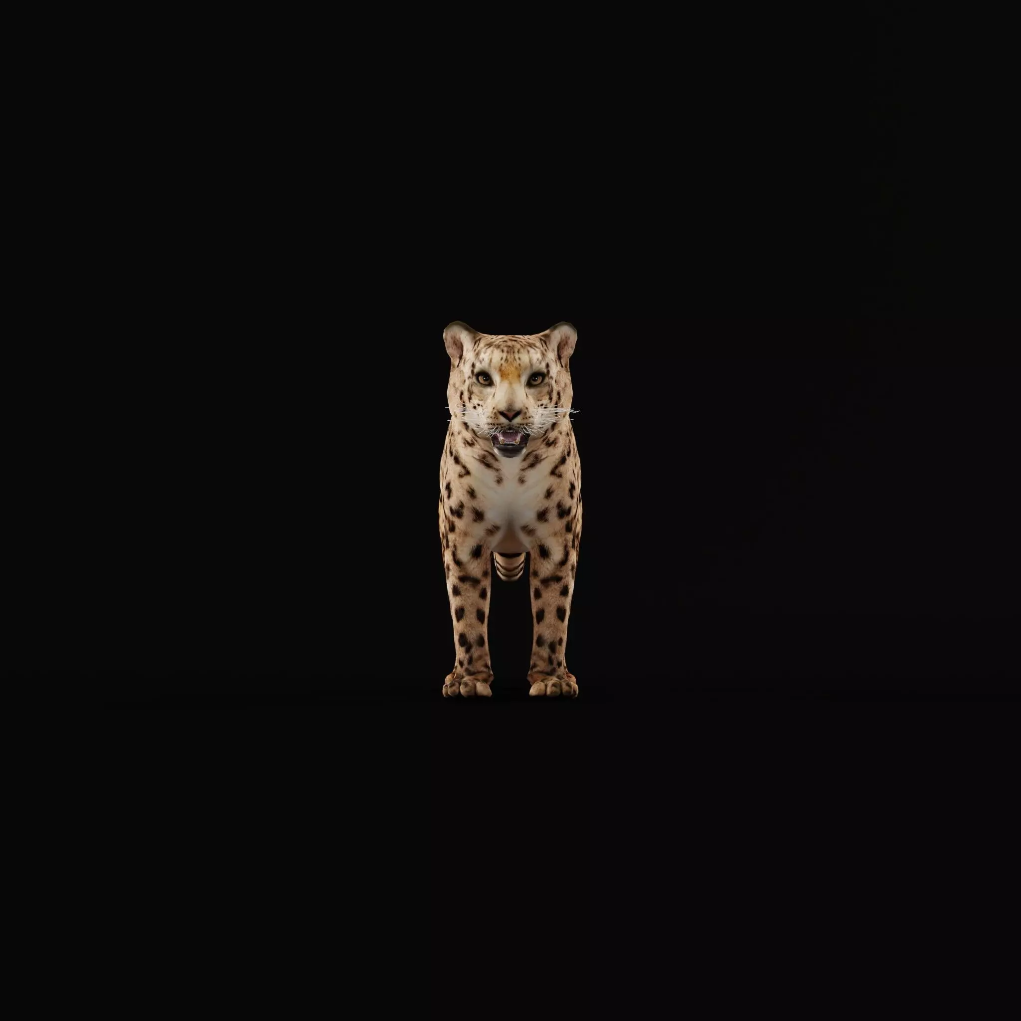 Snow Leopard Low-poly 3D model_8