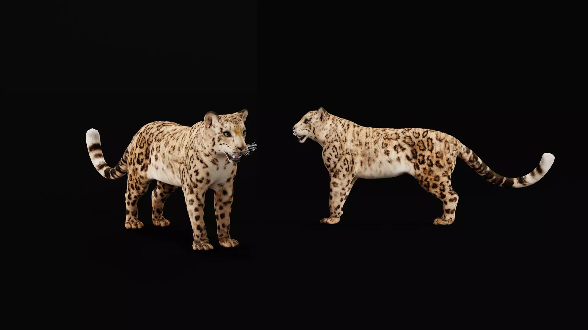 Snow Leopard Low-poly 3D model_47