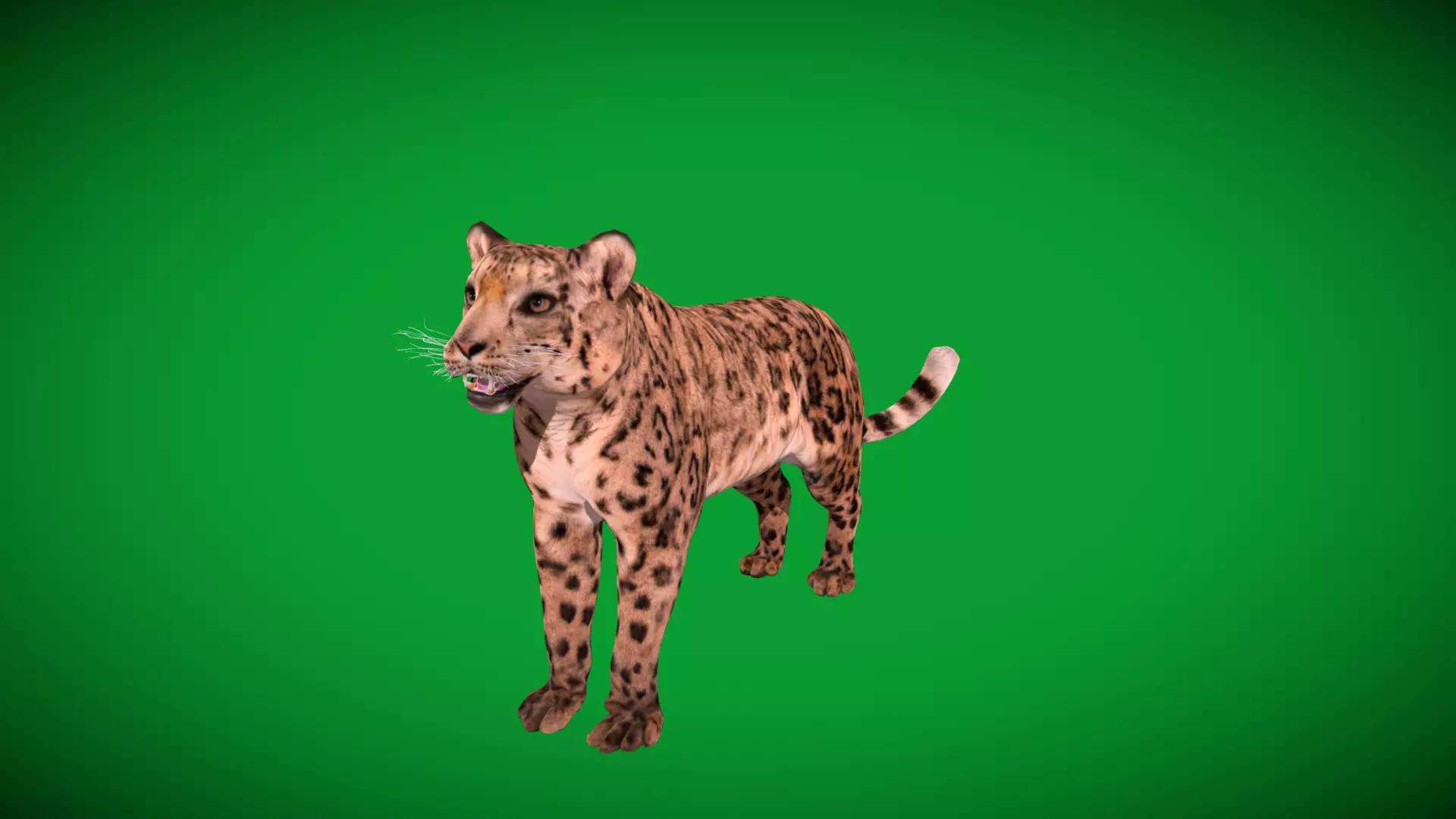 Snow Leopard Low-poly 3D model_50