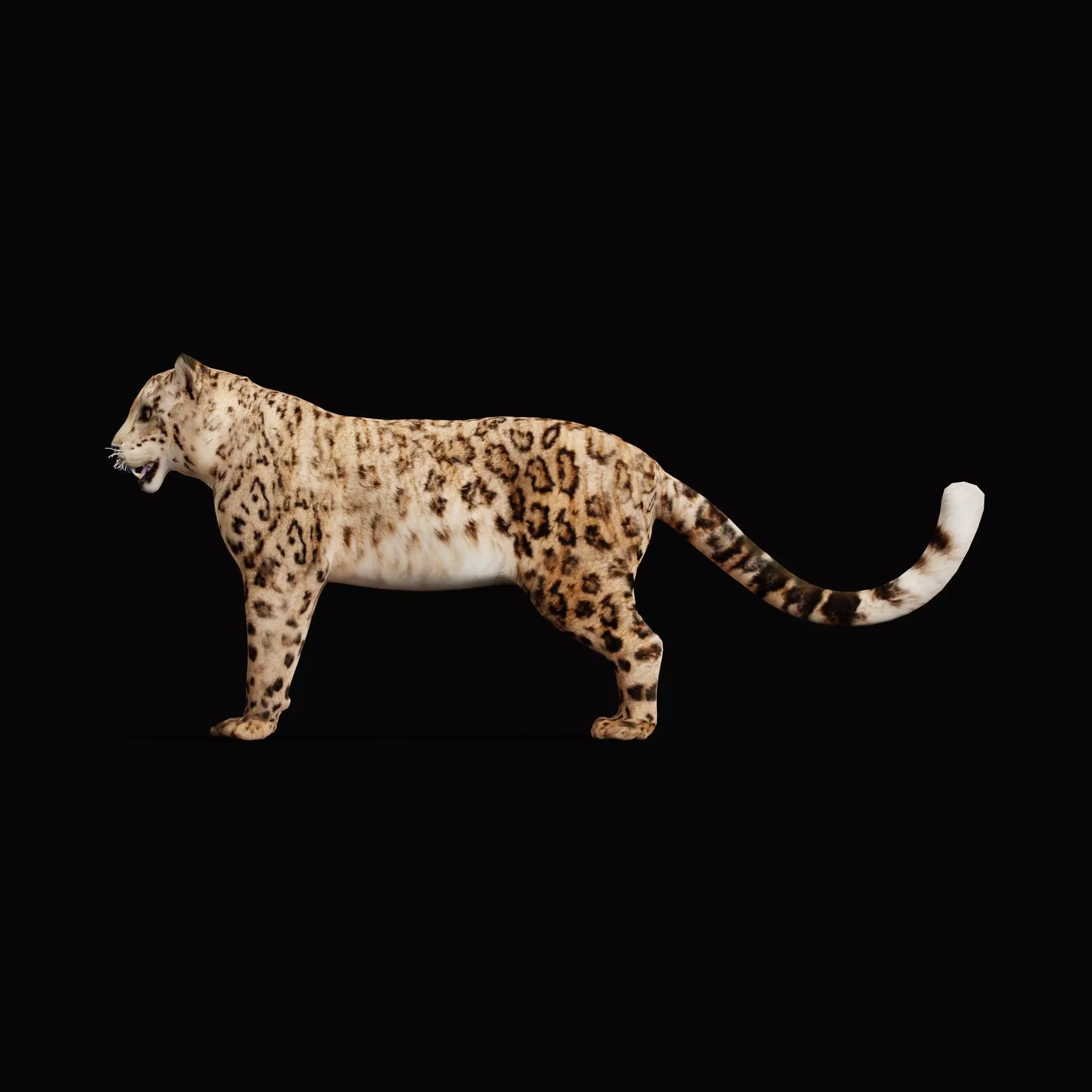 Snow Leopard Low-poly 3D model_10