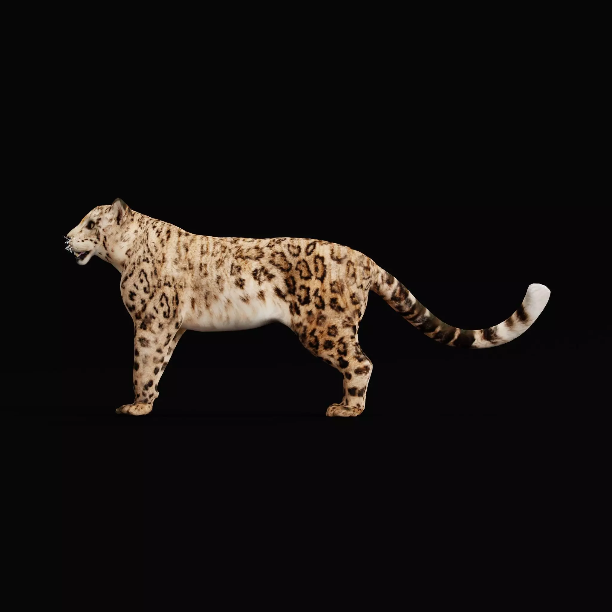 Snow Leopard Low-poly 3D model_11