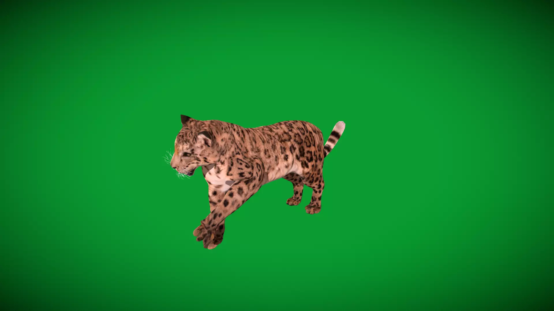 Snow Leopard Low-poly 3D model_38