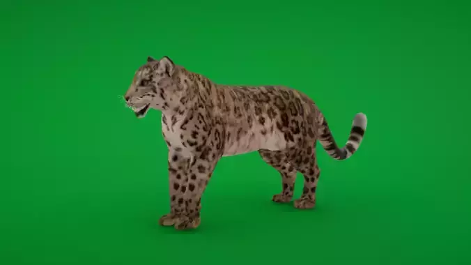 Snow Leopard Low-poly 3D model