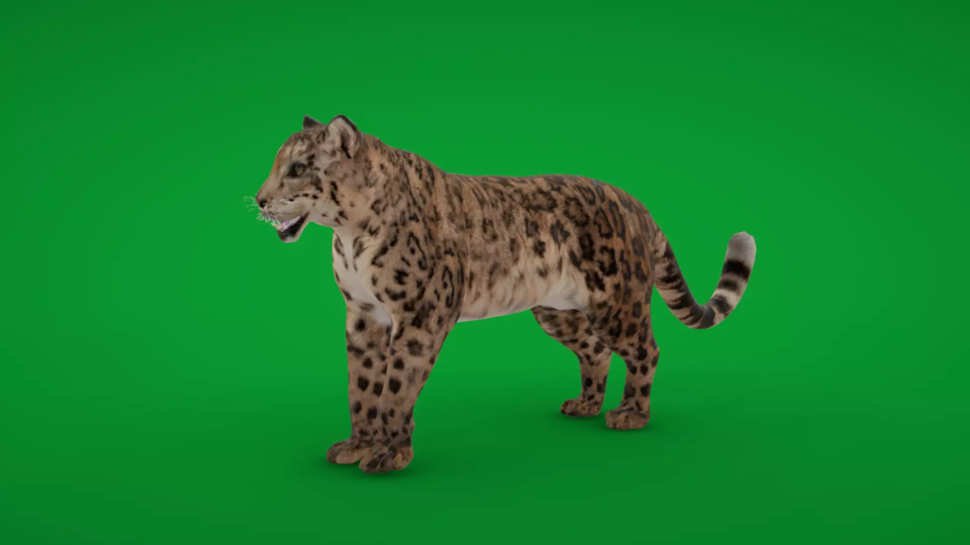Snow Leopard Low-poly 3D model_0