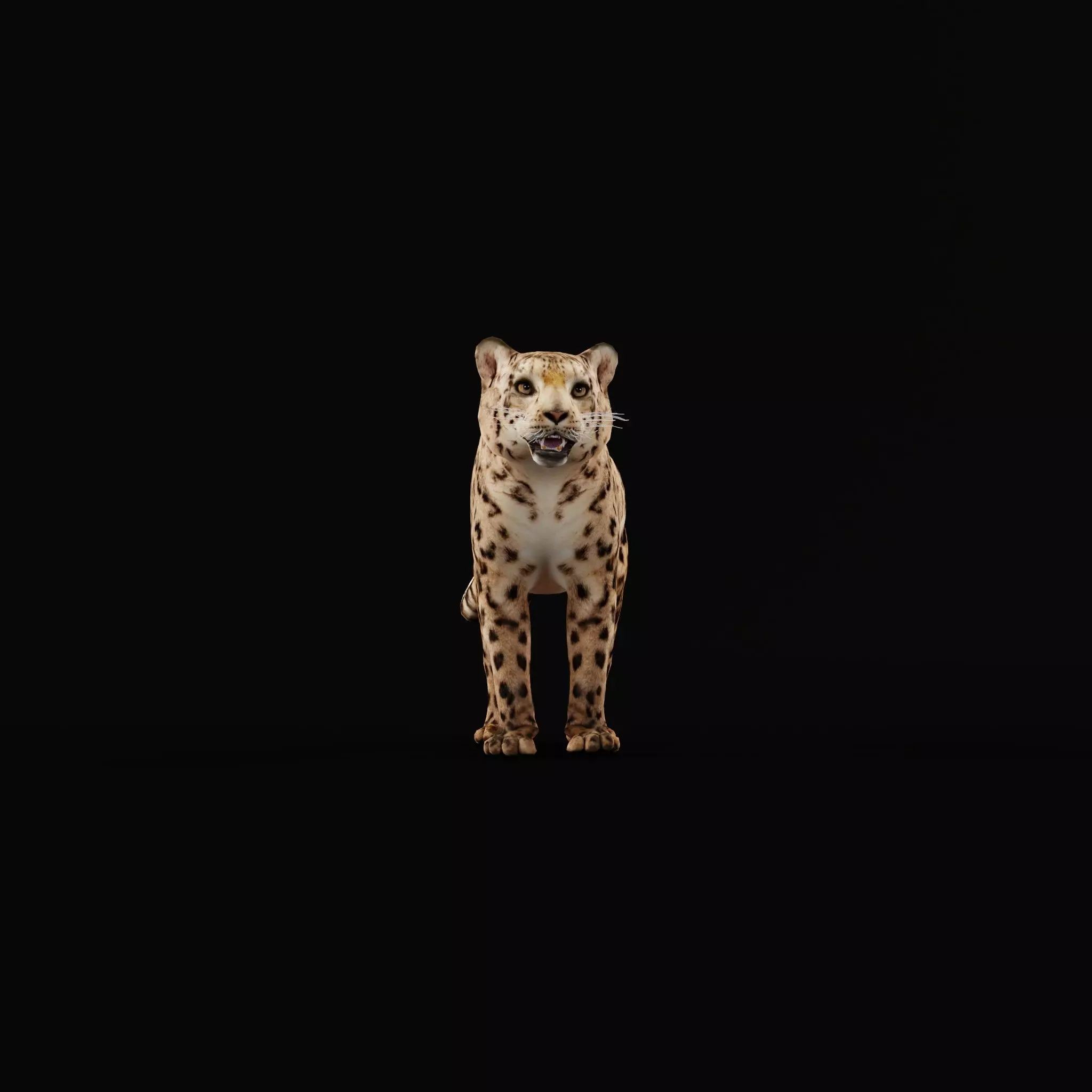 Snow Leopard Low-poly 3D model_9