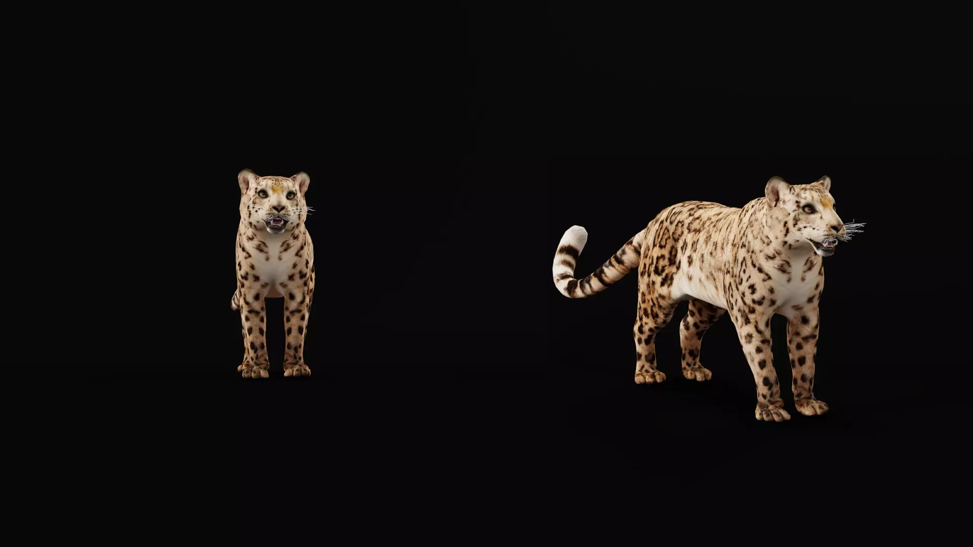Snow Leopard Low-poly 3D model_40