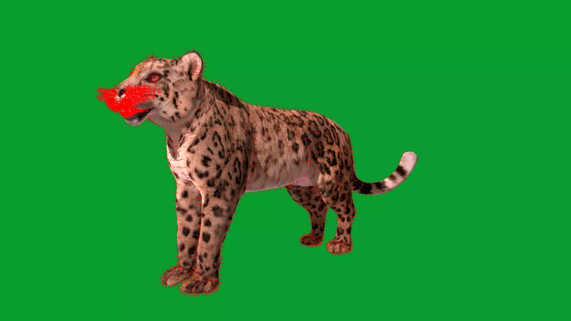 Snow Leopard Low-poly 3D model_22