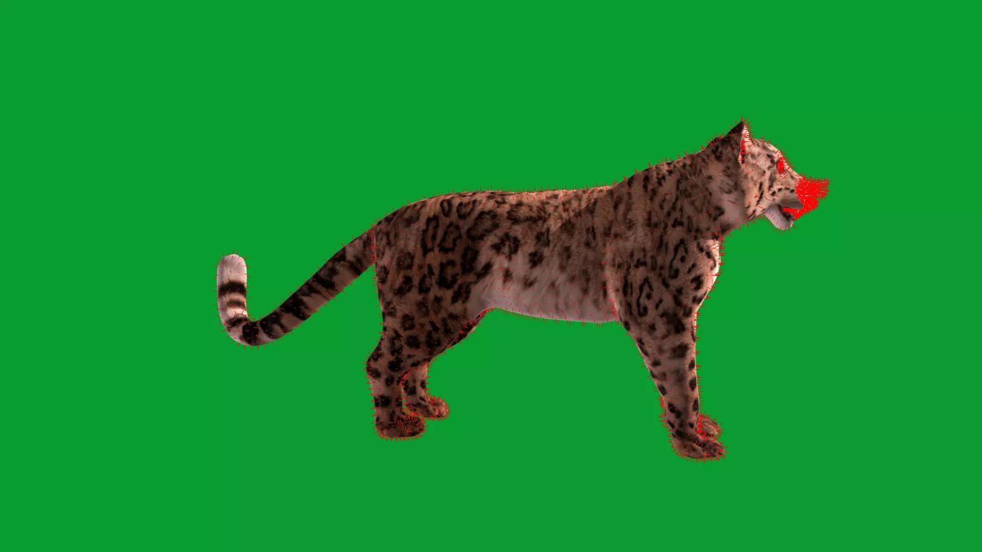 Snow Leopard Low-poly 3D model_43