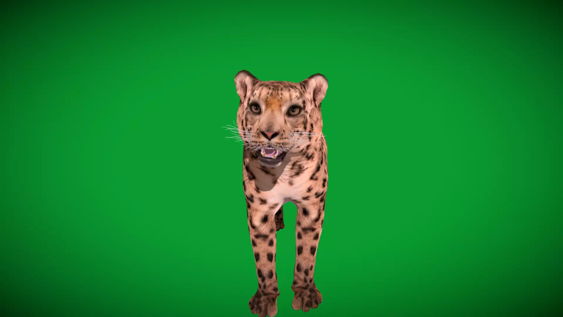 Snow Leopard Low-poly 3D model_37